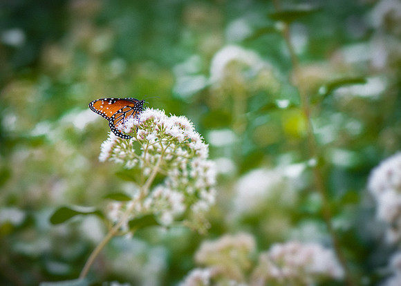 CAB_2245-Edit