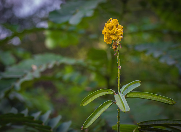CAB_2366